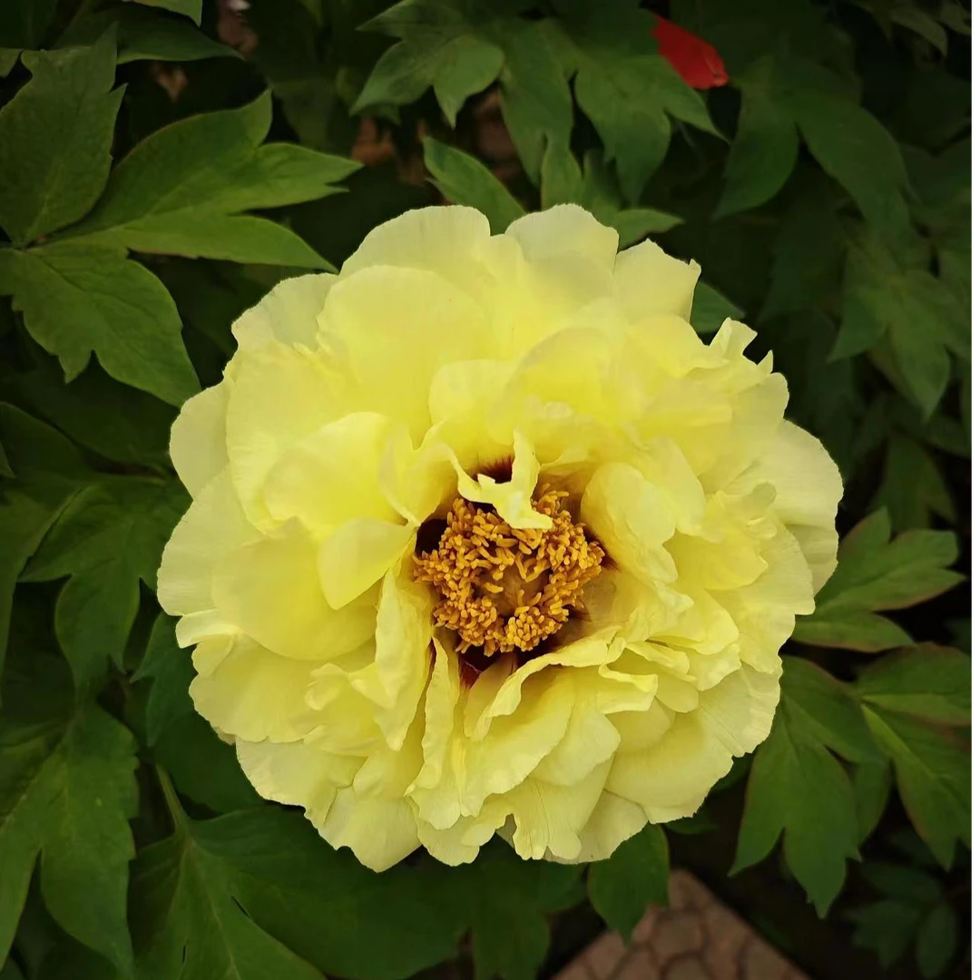 牡丹【皇冠】菏泽基地直发，庭院种植，室内外观赏花卉