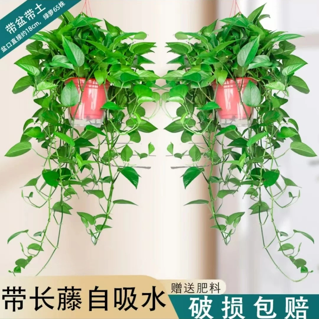 （基地直发）长藤喜庆红高盆藤长叶绿萝室内绿植盆栽净化空气植物