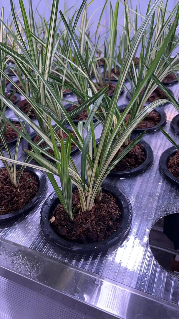 如意兰苑 艺草 - 天骄