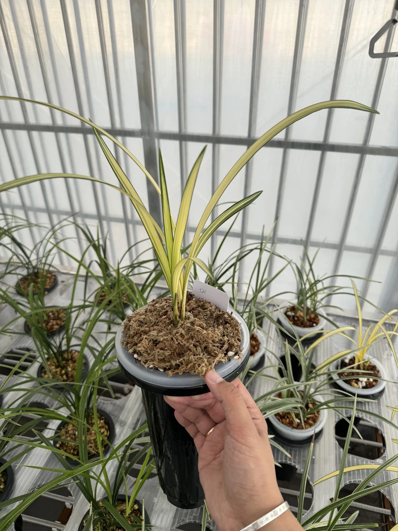 如意兰苑 艺草 - 520