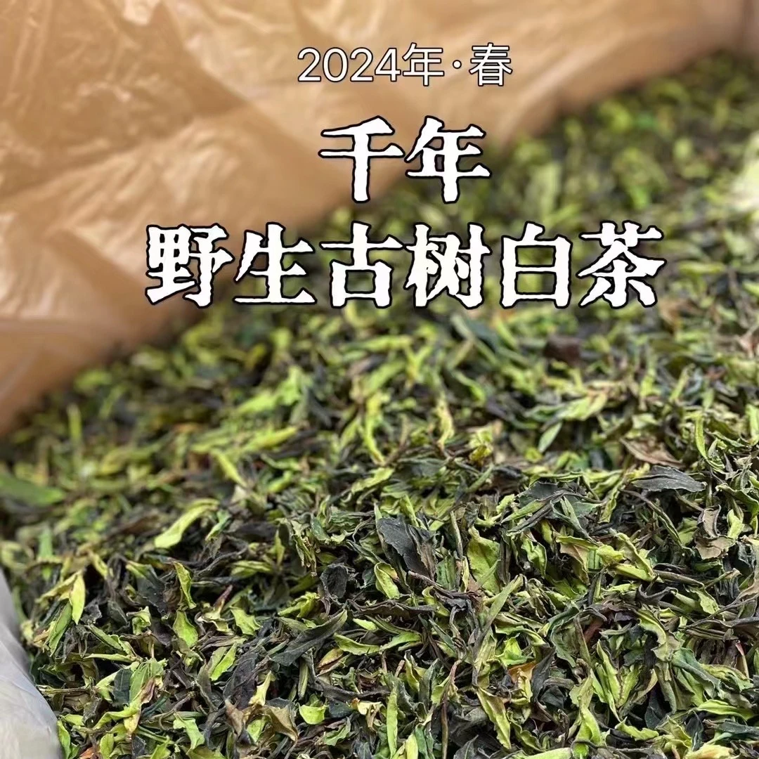 【舒桐茶馆】2024年头春 千年野生白茶（杨总推荐）