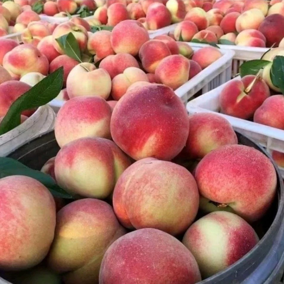 云南高原冬桃脆桃甜脆桃桃子水果现摘产地直发坏果包赔蜜桃超大桃