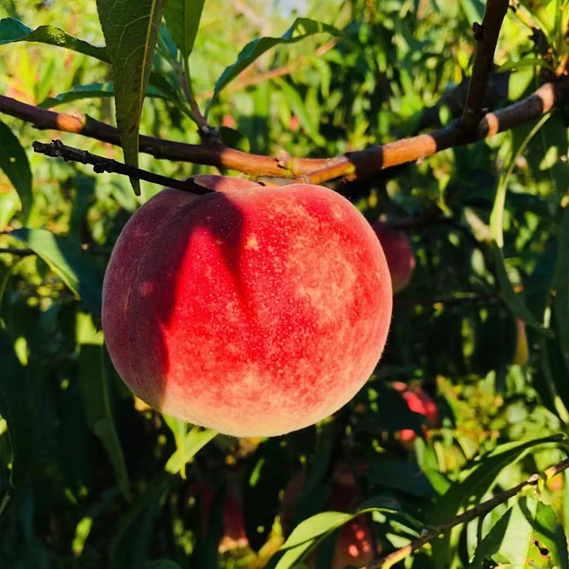 正宗云南高原福桃桃子水蜜桃新鲜水果现摘现发坏果包赔桃脆软两吃