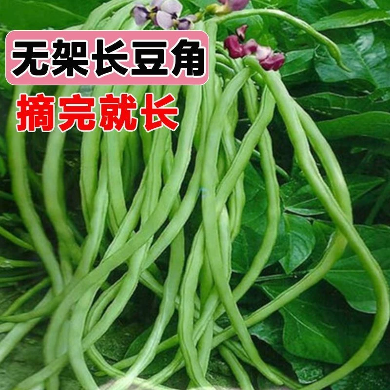 摘不败无架长豆角种不用搭架子的长豆角蔬菜种四季播种长豇豆简单