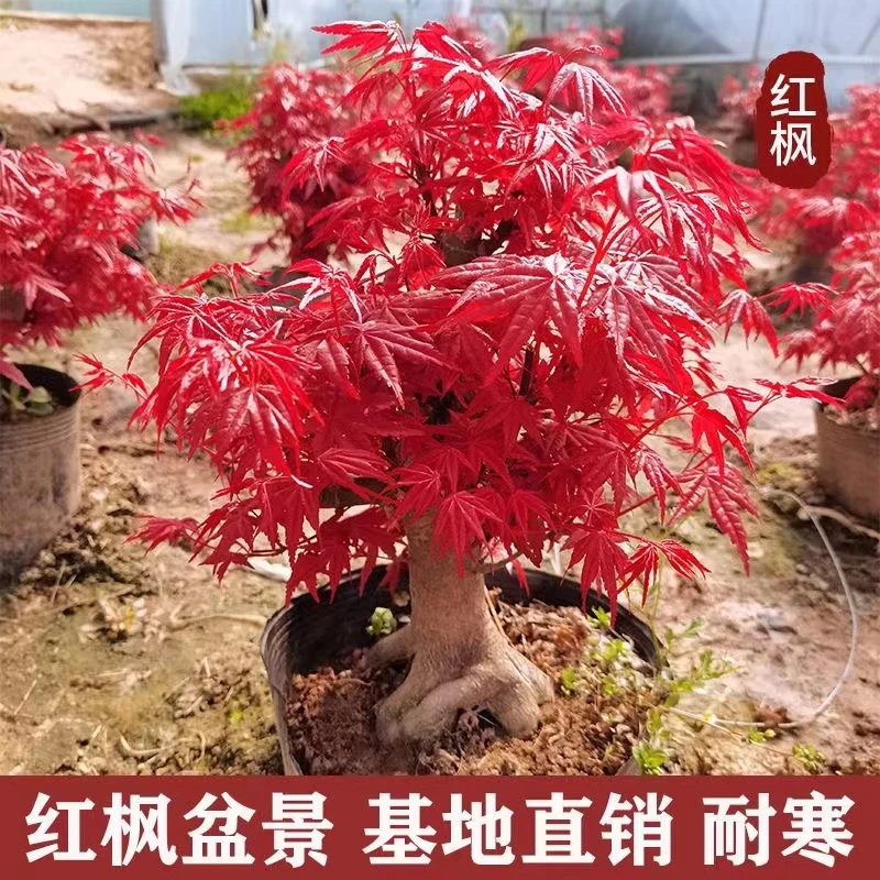 【红红火火】红舞姬红枫 一年四季红红火火 现挖现发 带护心土发货