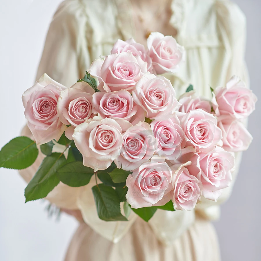 【丝路自产】粉红雪山玫瑰甘肃玫瑰同城鲜花批发顺丰丝路园艺