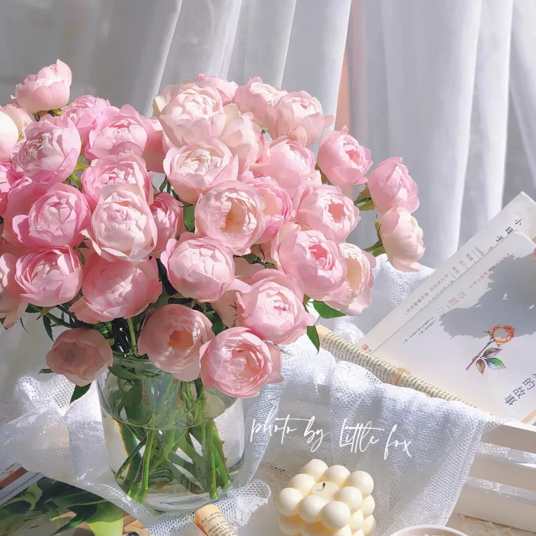 【丝路园艺】草莓杏仁饼多头玫瑰 草莓马卡龙 新手必拍新鲜花卉包邮