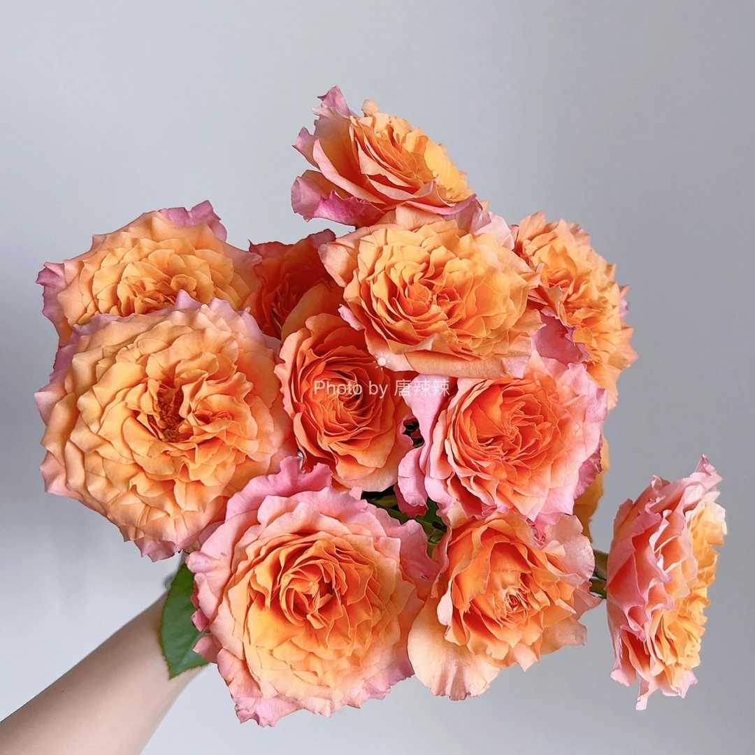 【火灵鸟】A级多头火灵鸟玫瑰家庭  基地直发2单以上包邮