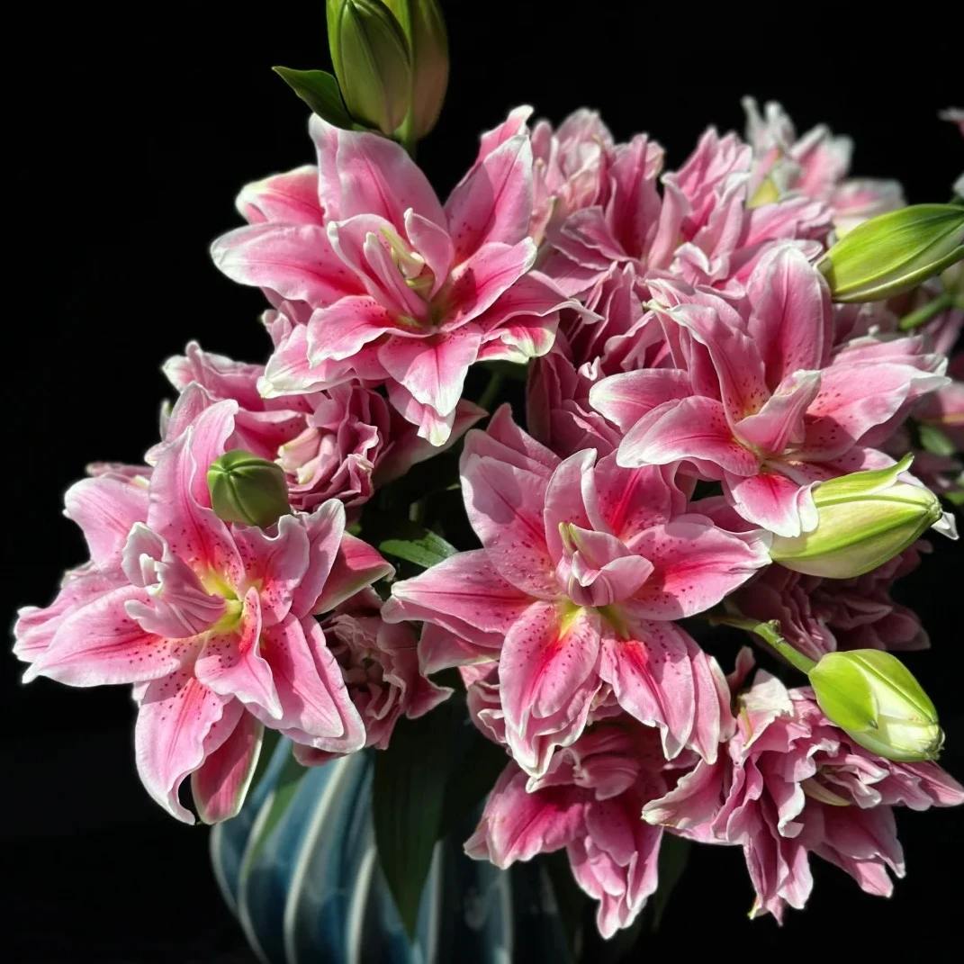 【多头红美人】重瓣百合 红色有香味家用花家居长花期花包邮