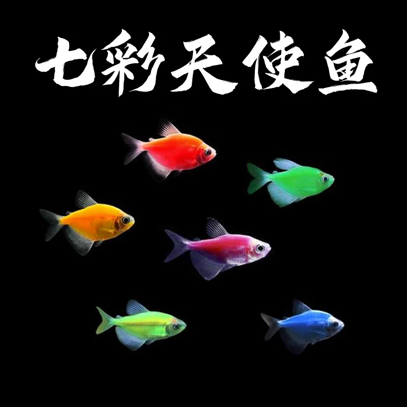七彩天使鱼荧光天使活体淡水观赏鱼新手好养易活小型热带观赏鱼