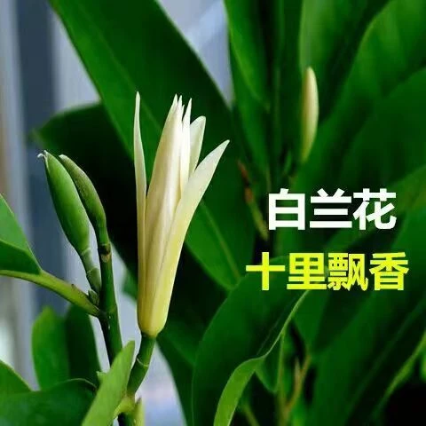 白兰花盆栽玉兰花树苗带黄兰庭院浓香型花卉带花苞兰花客厅栽培
