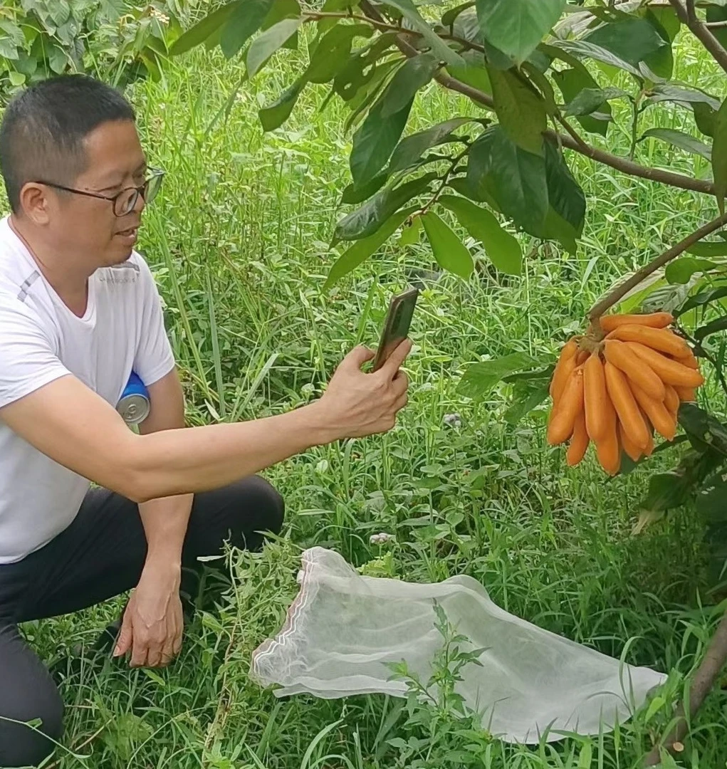 良种果界金手指大花紫玉盘皇妃蕉番荔枝娇娇果紫玉盘释迦科 藤蕉