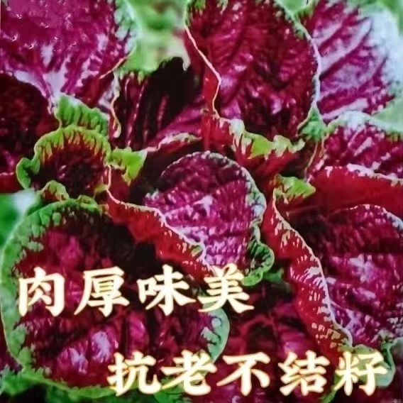 红苋菜种子圆叶速生蔬菜种子阳台盆栽菜地均可种耐热肉厚味