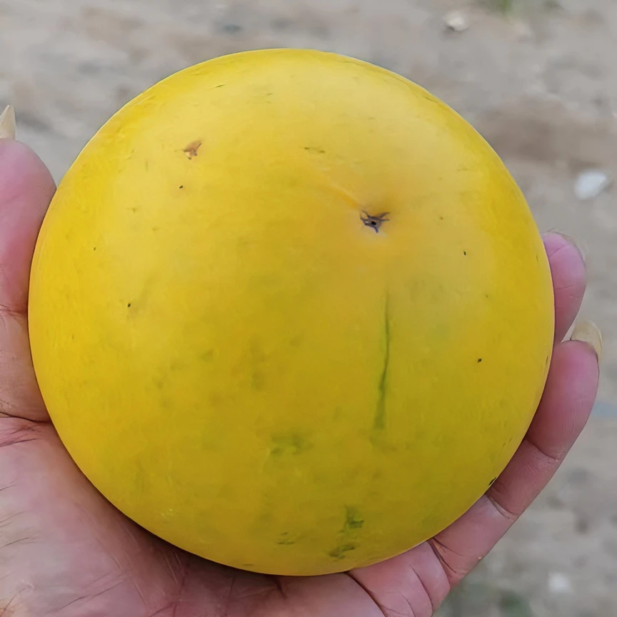 高端果树苗 四季品种 一物一拍链接