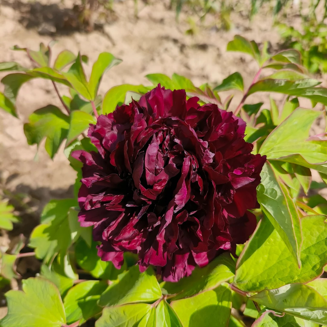 【预售】菏泽独杆黑色系牡丹地栽盆栽观赏牡丹基地直销（一物一拍）
