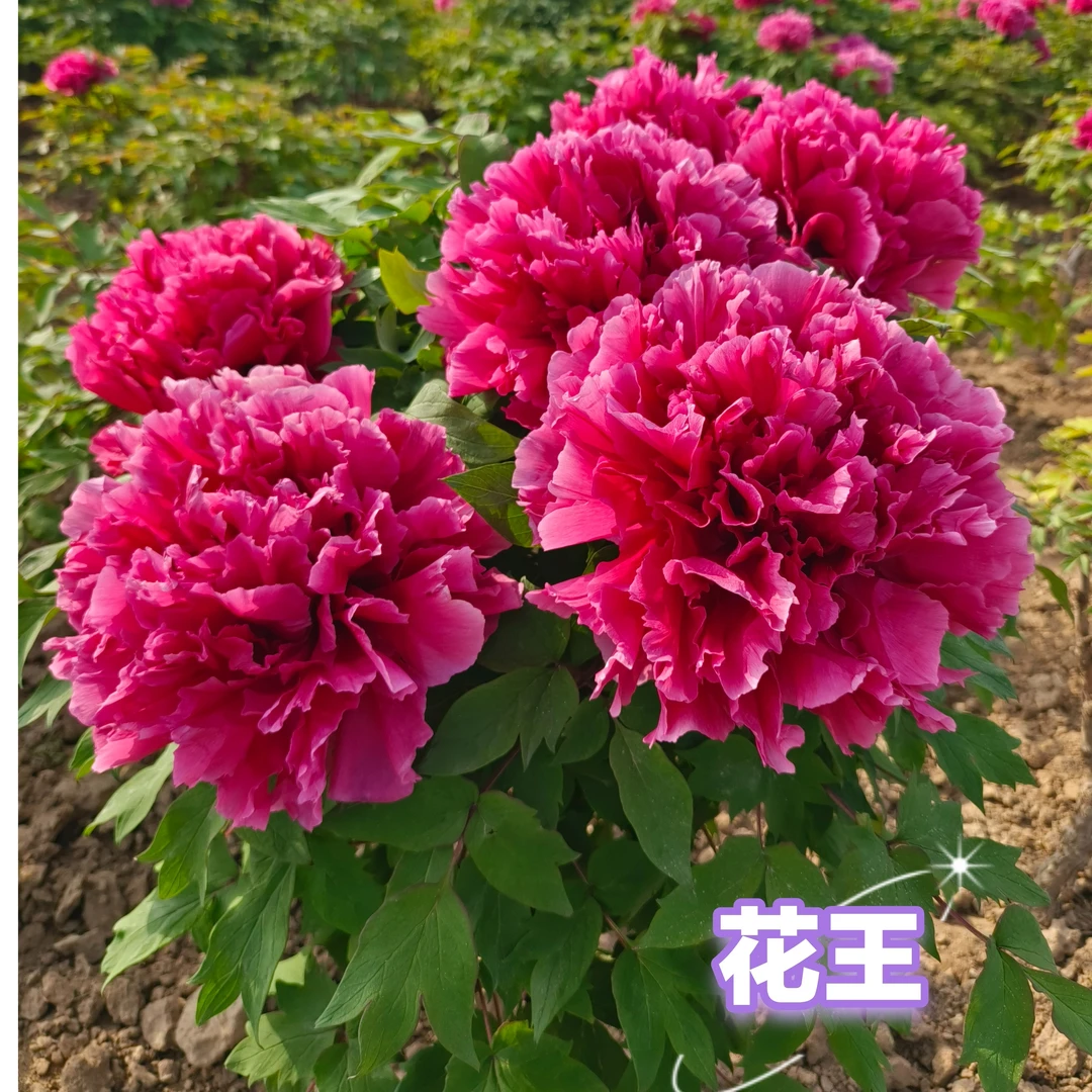 【预售】独杆牡丹花王一物一拍