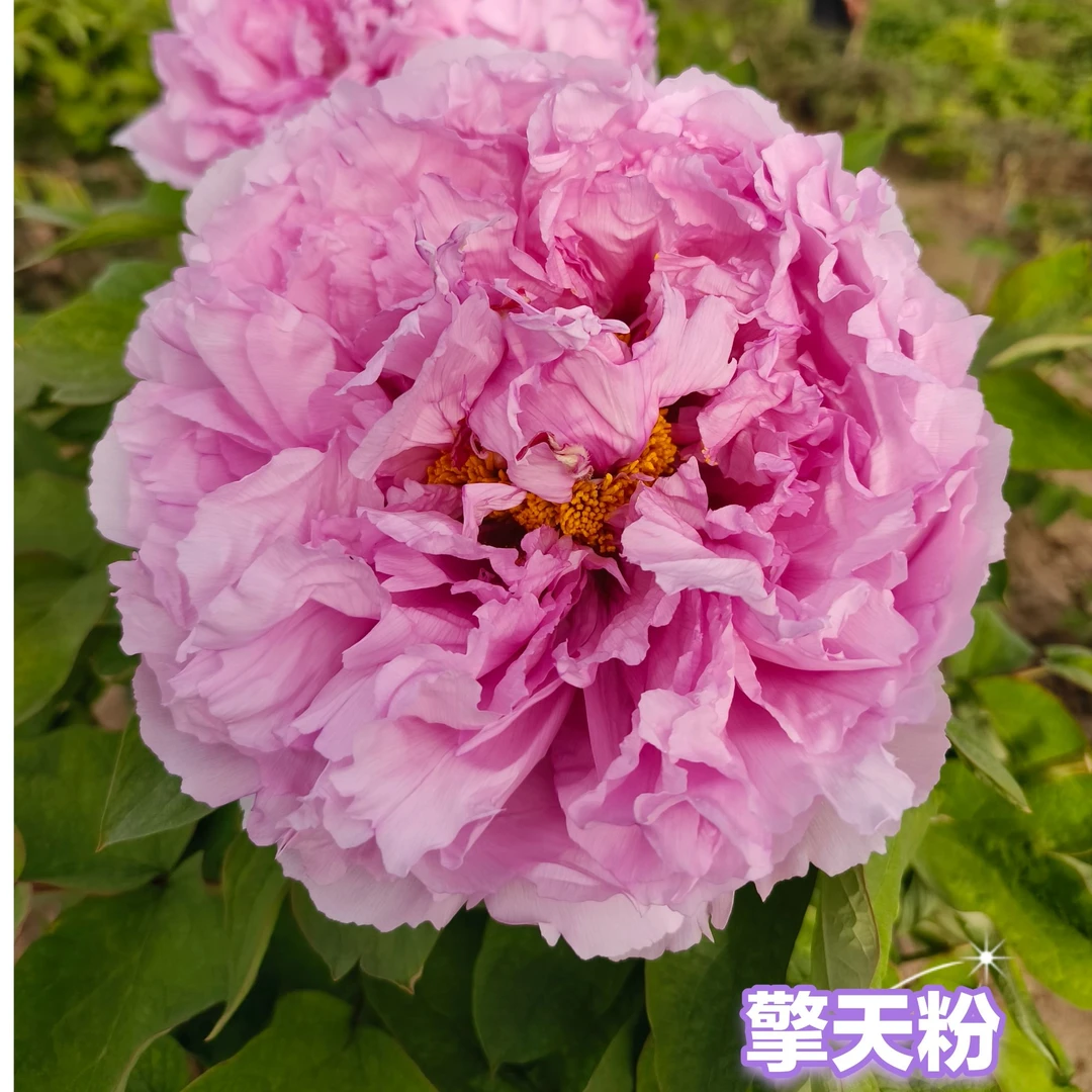 【预售】菏泽观赏独杆牡丹粉色系一物一拍