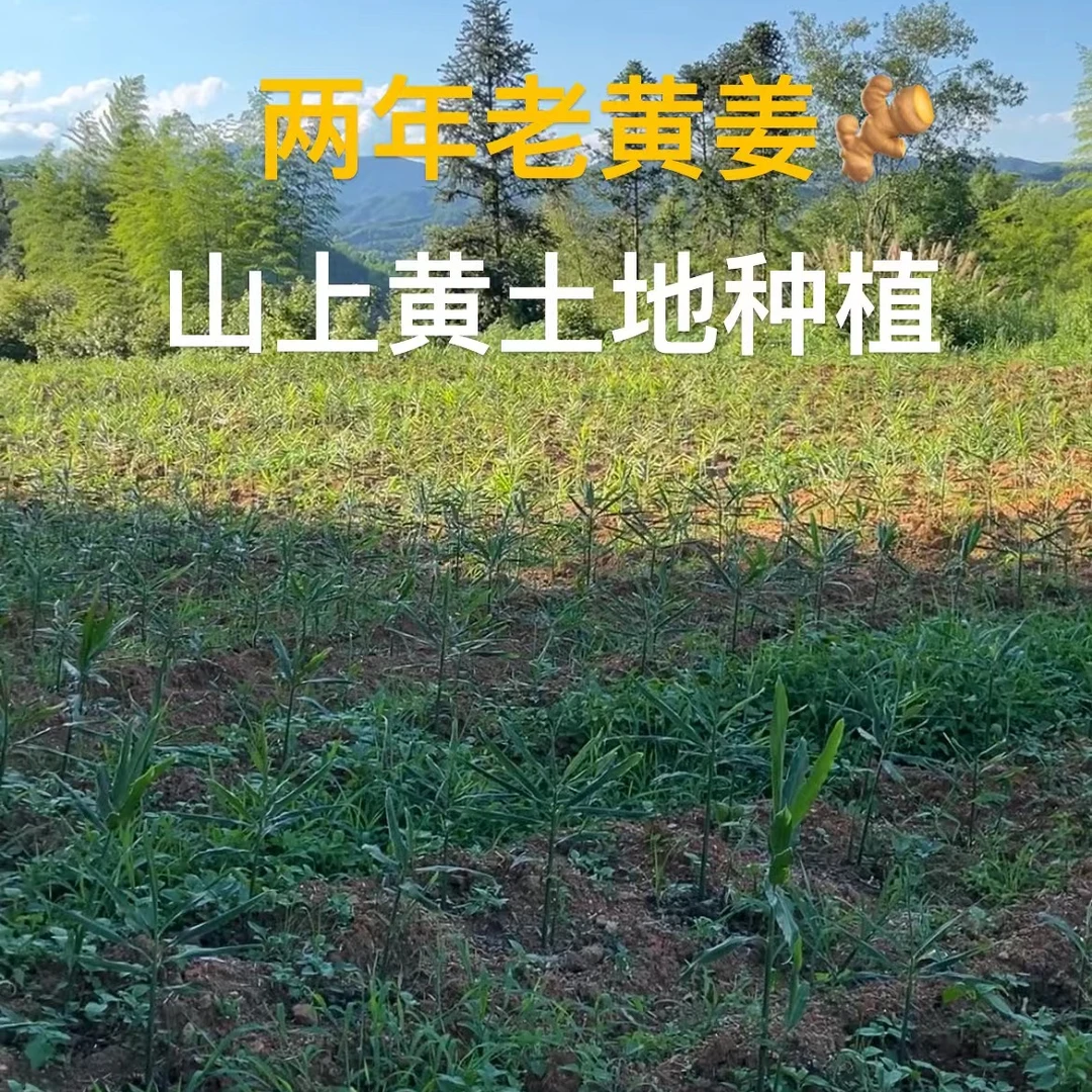 农户自种正宗小黄姜山上黄土地种植精品产地直发两年老姜生姜黄姜