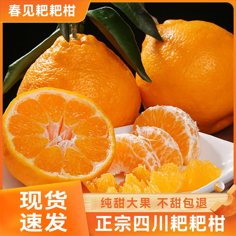 四川春见耙耙柑现货现采摘精品新鲜水果皮薄多汁酸甜果粒品质粑粑