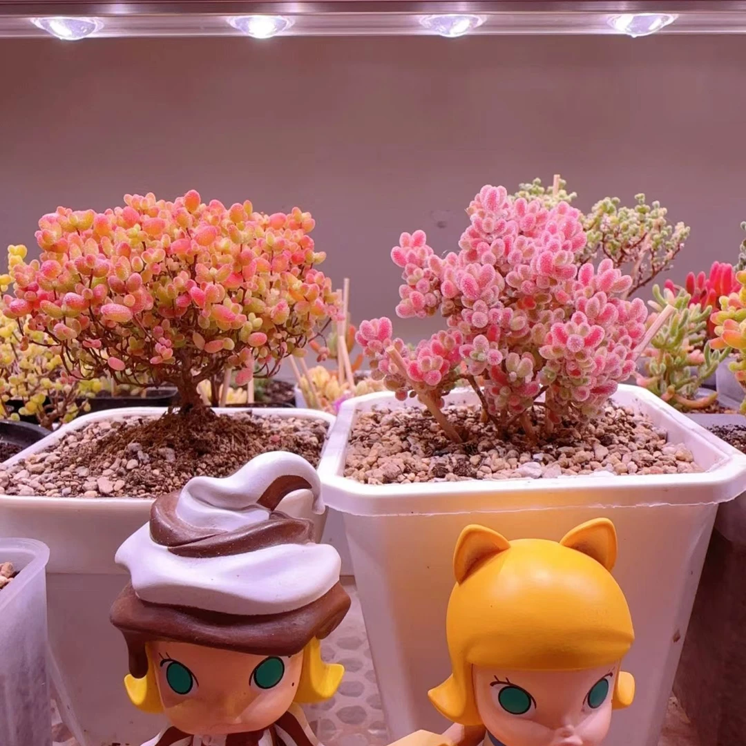 【珀誉 梦醒时分】 珀誉多肉补光灯上色全光谱家用仿太阳植物生长灯