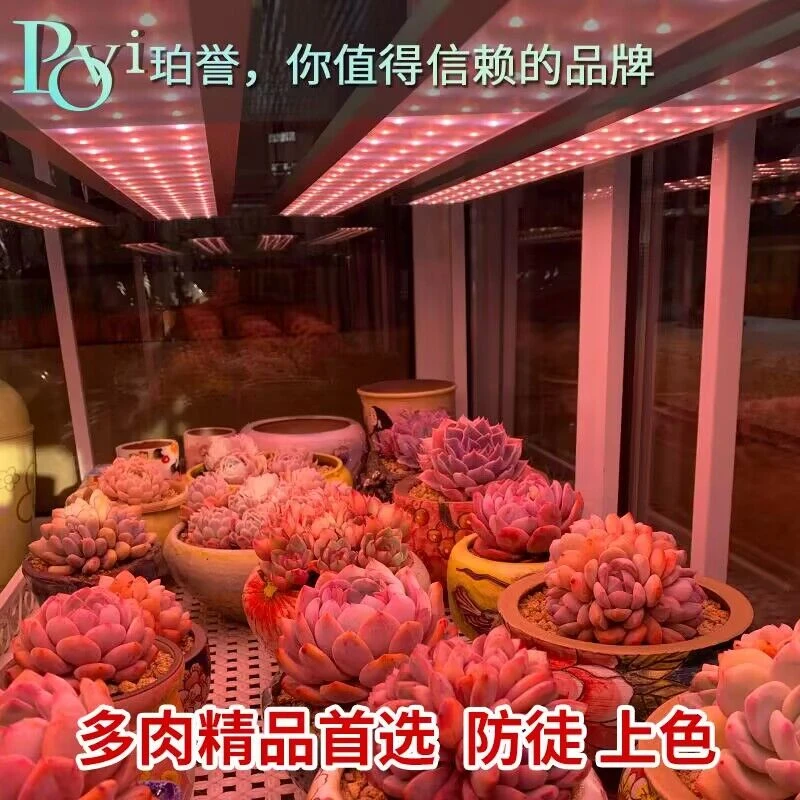 【莉宝贝专属1珀誉多肉补光灯上色全光谱家用防徒仿太阳植物生长灯
