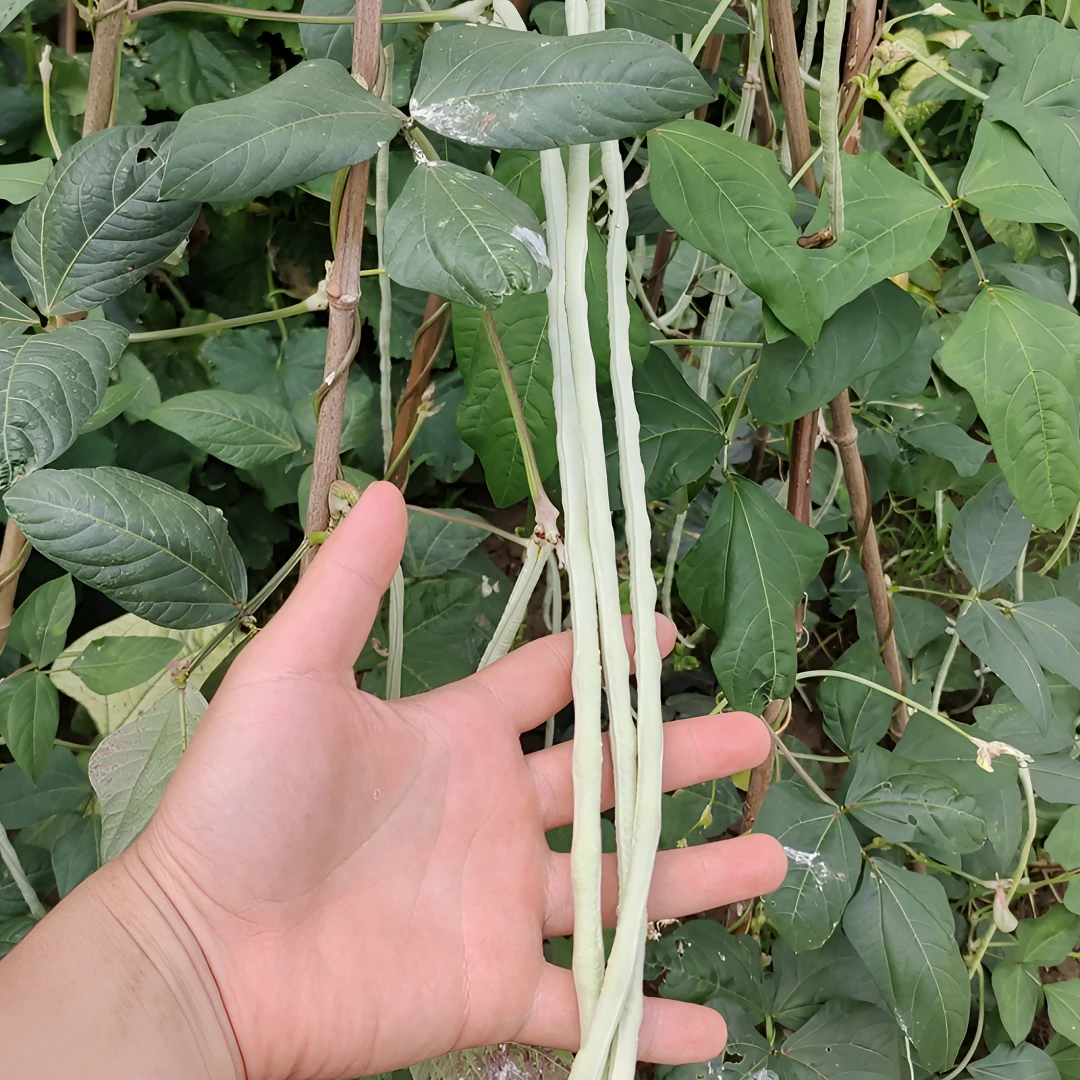 湖北本地《老品种白豆角》新鲜白豇豆自家种植2-4斤包邮现摘现发