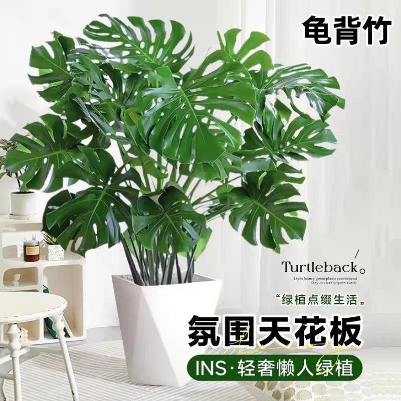 三年老桩 丛生龟背竹好养绿植北欧大型室内客厅植物除甲醛植物