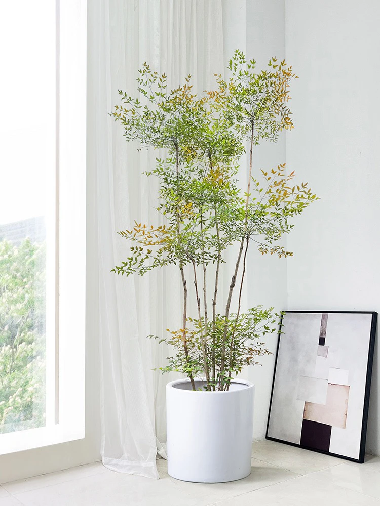 南天竹室内大型绿植盆栽老桩树苗盆景客厅真树植物蓝天竺