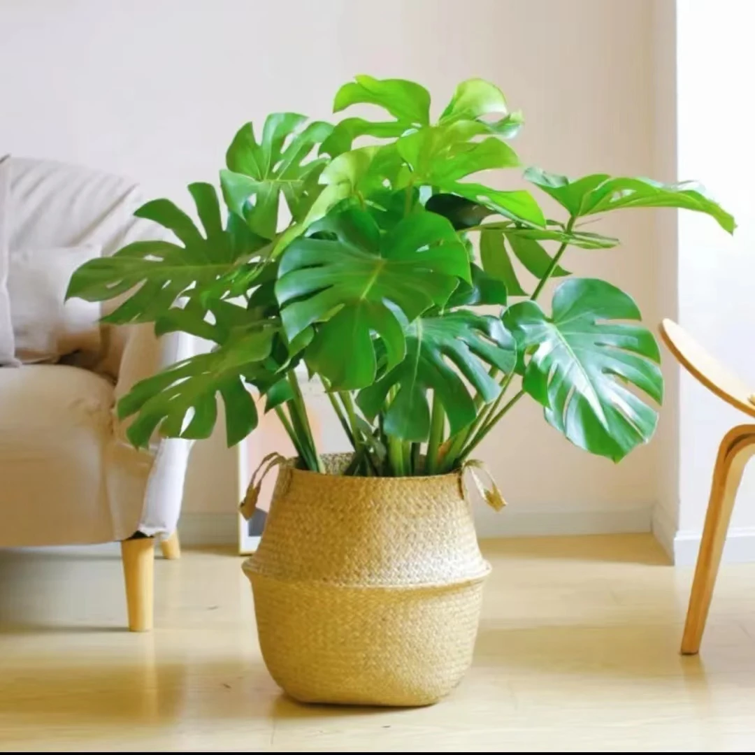 龟背竹盆栽绿植客厅北欧大型室内植物除甲醛植物植物办公室龟背叶