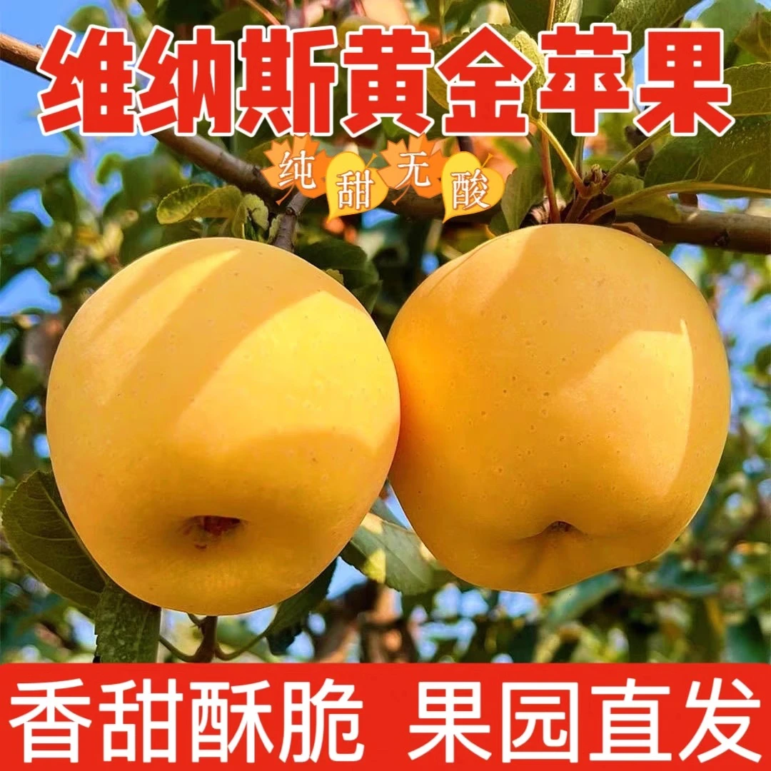 甘肃黄金维纳斯苹果高山农家种植黄金苹果脆甜果园现摘产地直发
