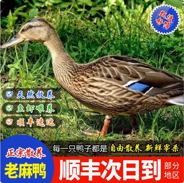 【4年老麻鸭】净重5斤毛重7斤水库稻田散养土鸡麻鸭老鸭送卤料包