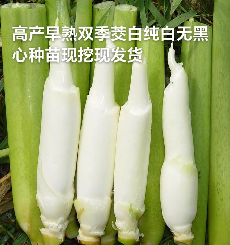 茭白苗高笋茭白苗双季茭白苗单季茭白苗高笋茭白苗高瓜苗四季新鲜