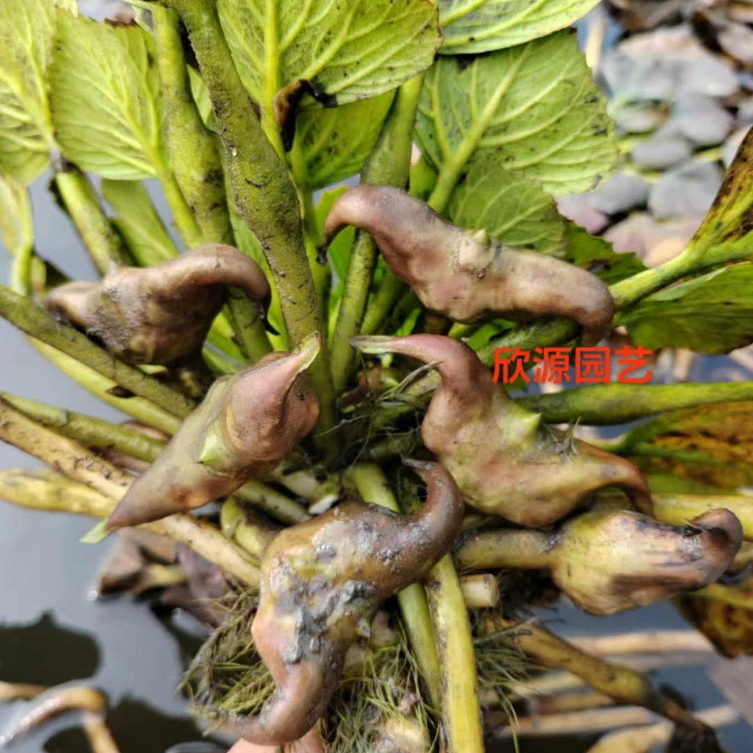 青菱角种苗老菱角种子苗四季蔬菜池塘水生植物菱角苗种植青菱角苗