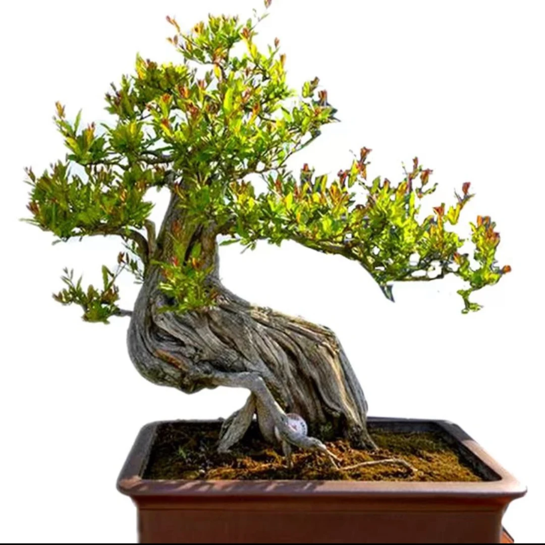 突尼斯蒙阳红大红袍盆栽地载植物一物一拍