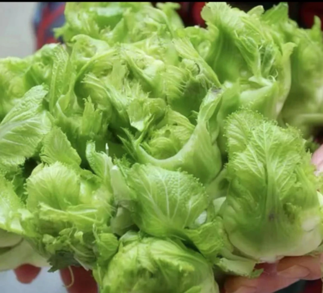 贵州高山农户家露天种植当季新鲜儿菜