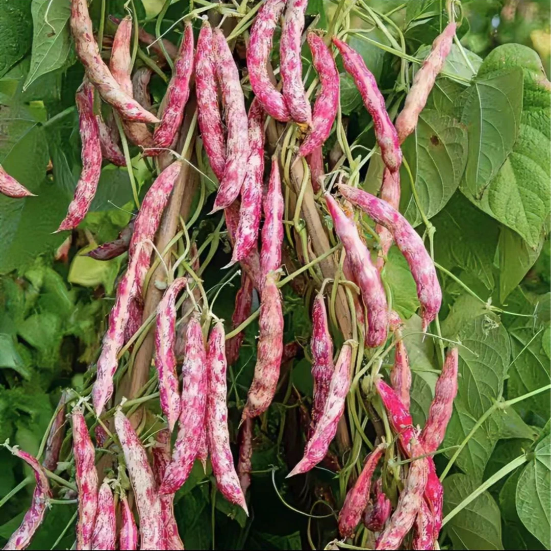 贵州高山高原农户自种花豆