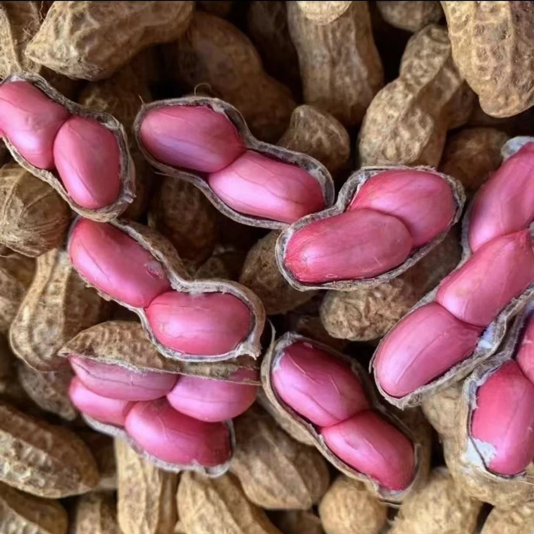 贵州高山高原自种老品种新鲜红花生