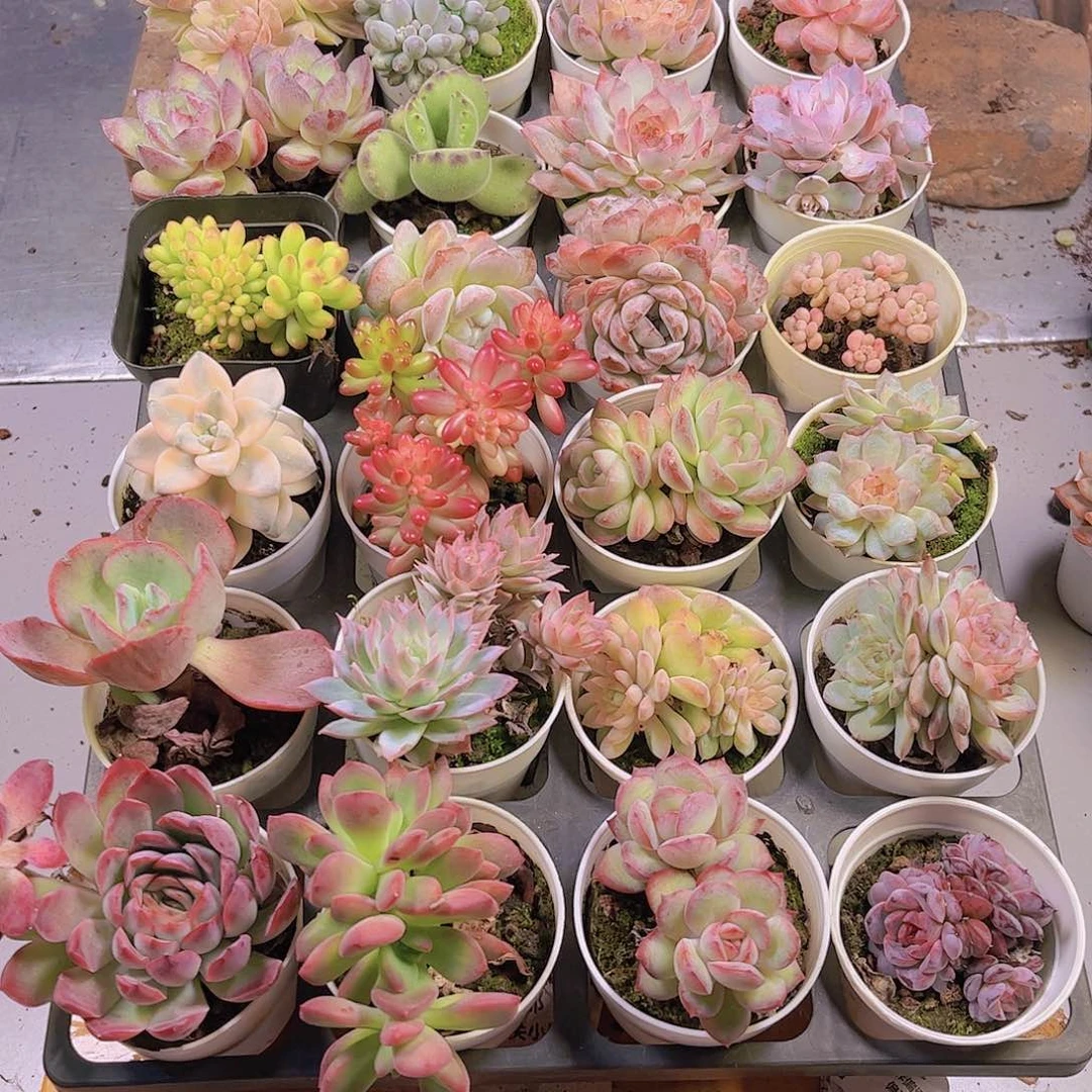 就**们多肉植物组合95.68