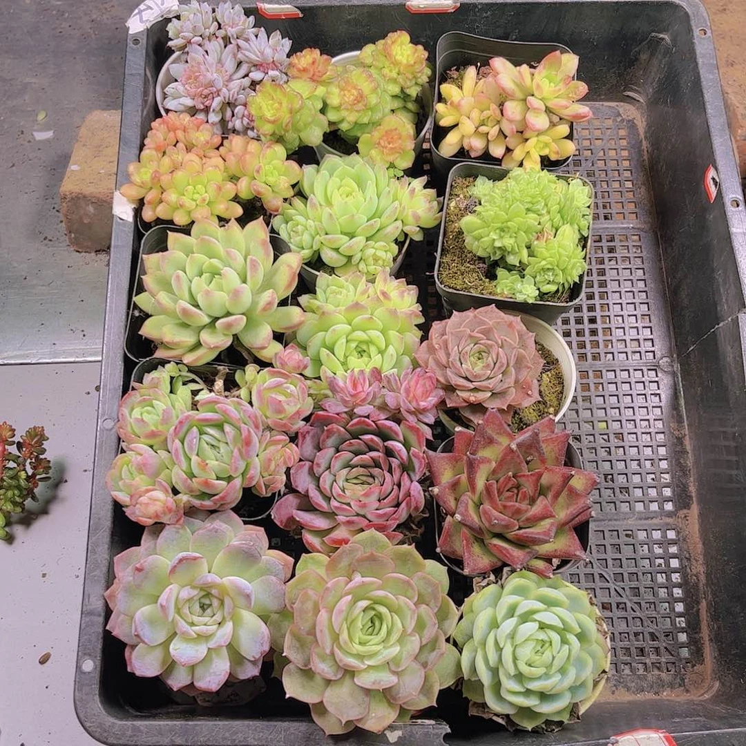 多肉组合一筐44.85