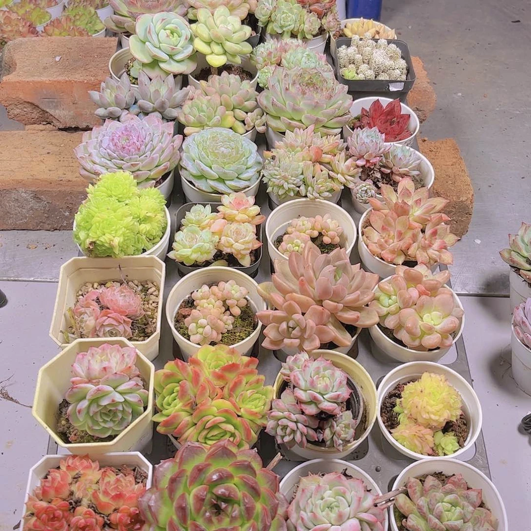 清*多肉组合32颗95.68