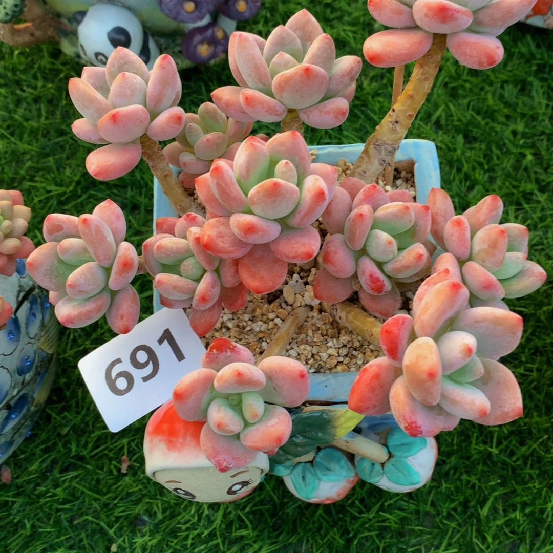 芳**姨红洛神3344444