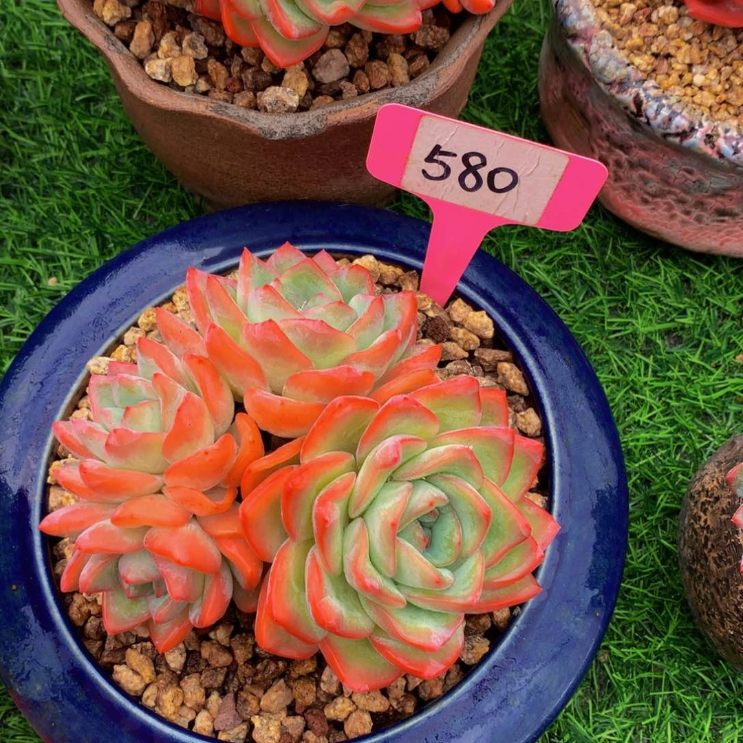 布*泡芙455555555