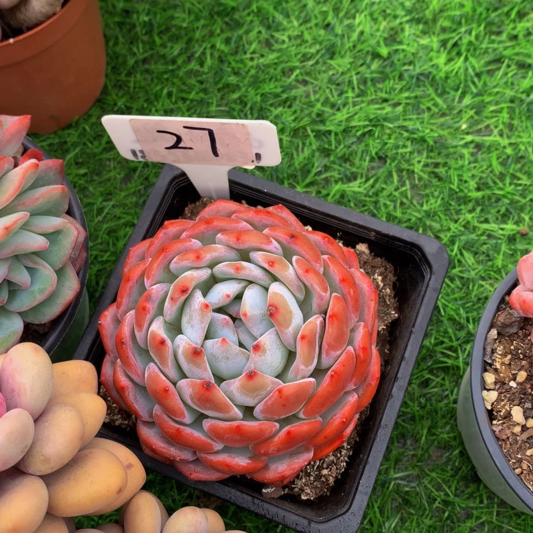 布*橙子读肉植物