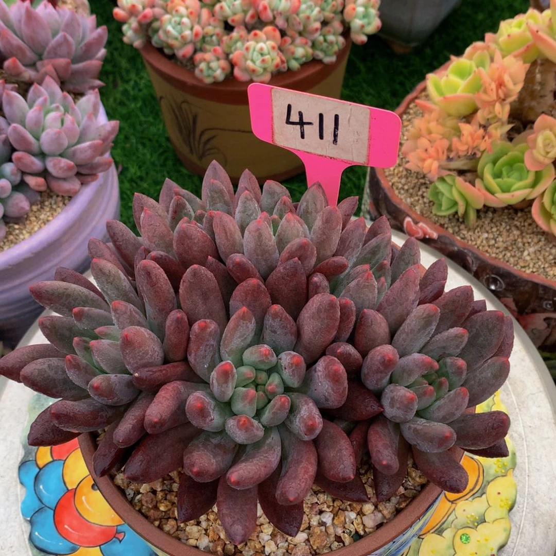 F*x水晶球77272373737
