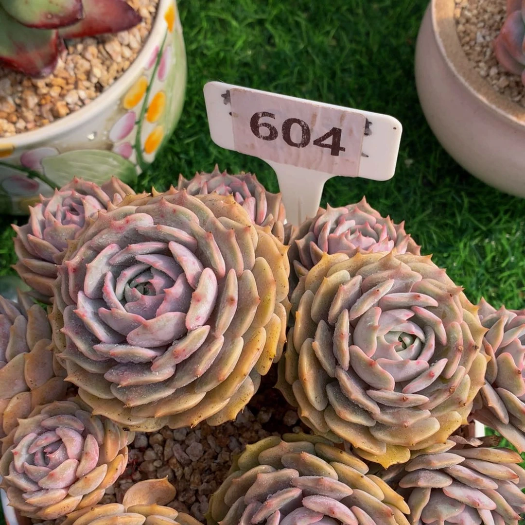 艳*露娜连多肉uiwuwiwiw