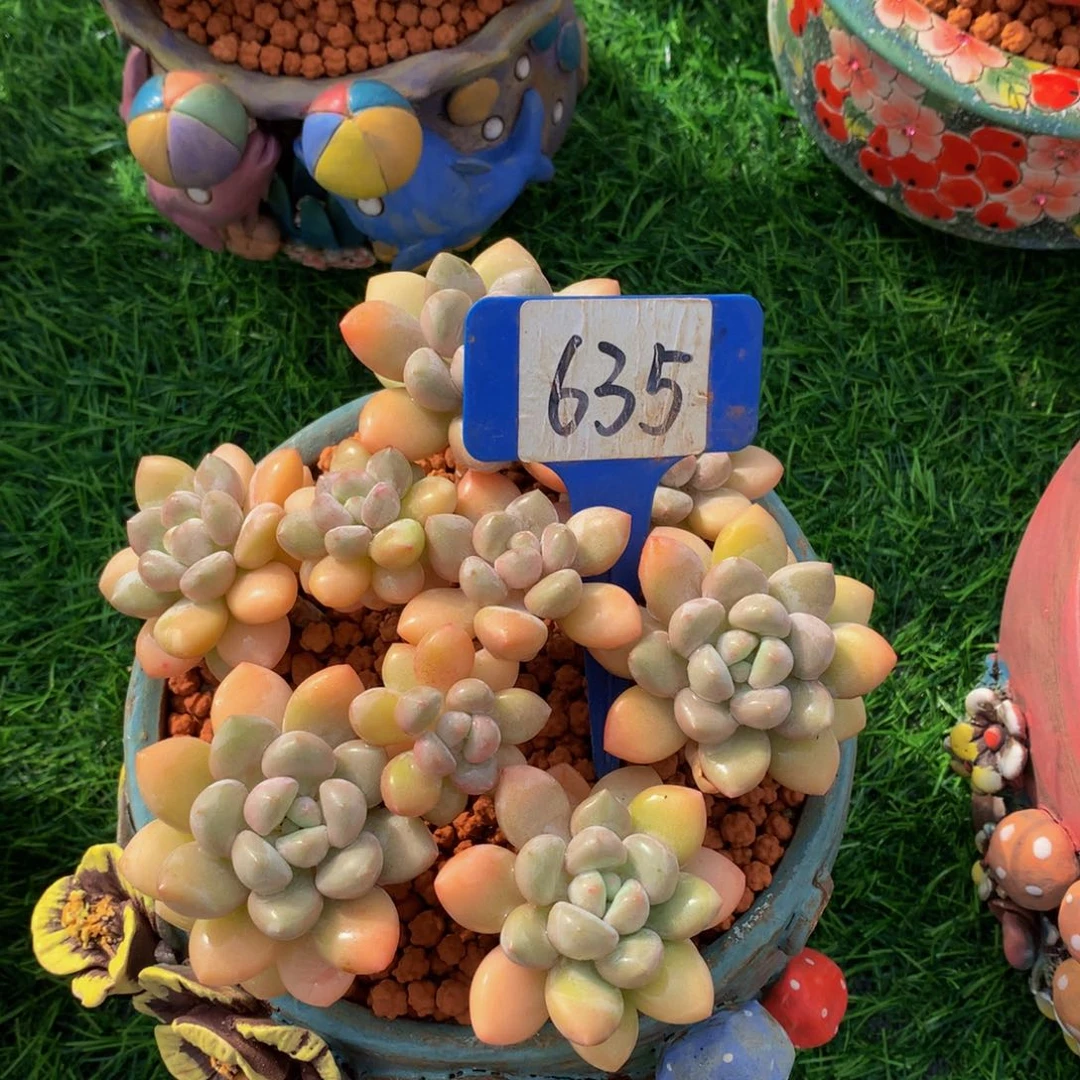 口***糖泡泡糖多肉植物5162