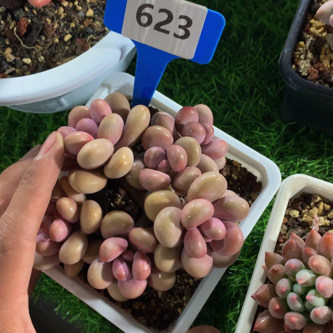 漫**端桃蛋读肉62727272