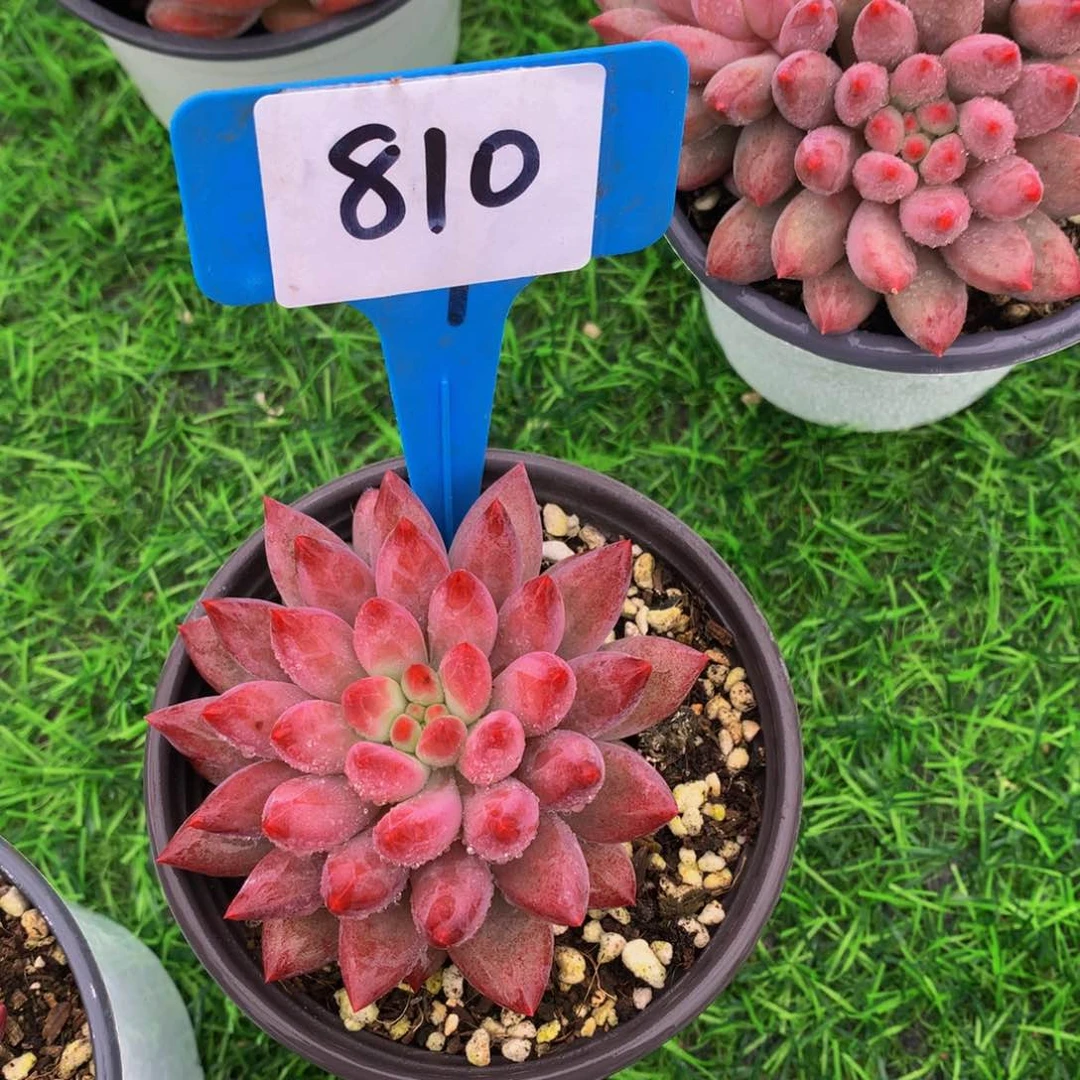 萍*yumeirendurouzhiwu7272