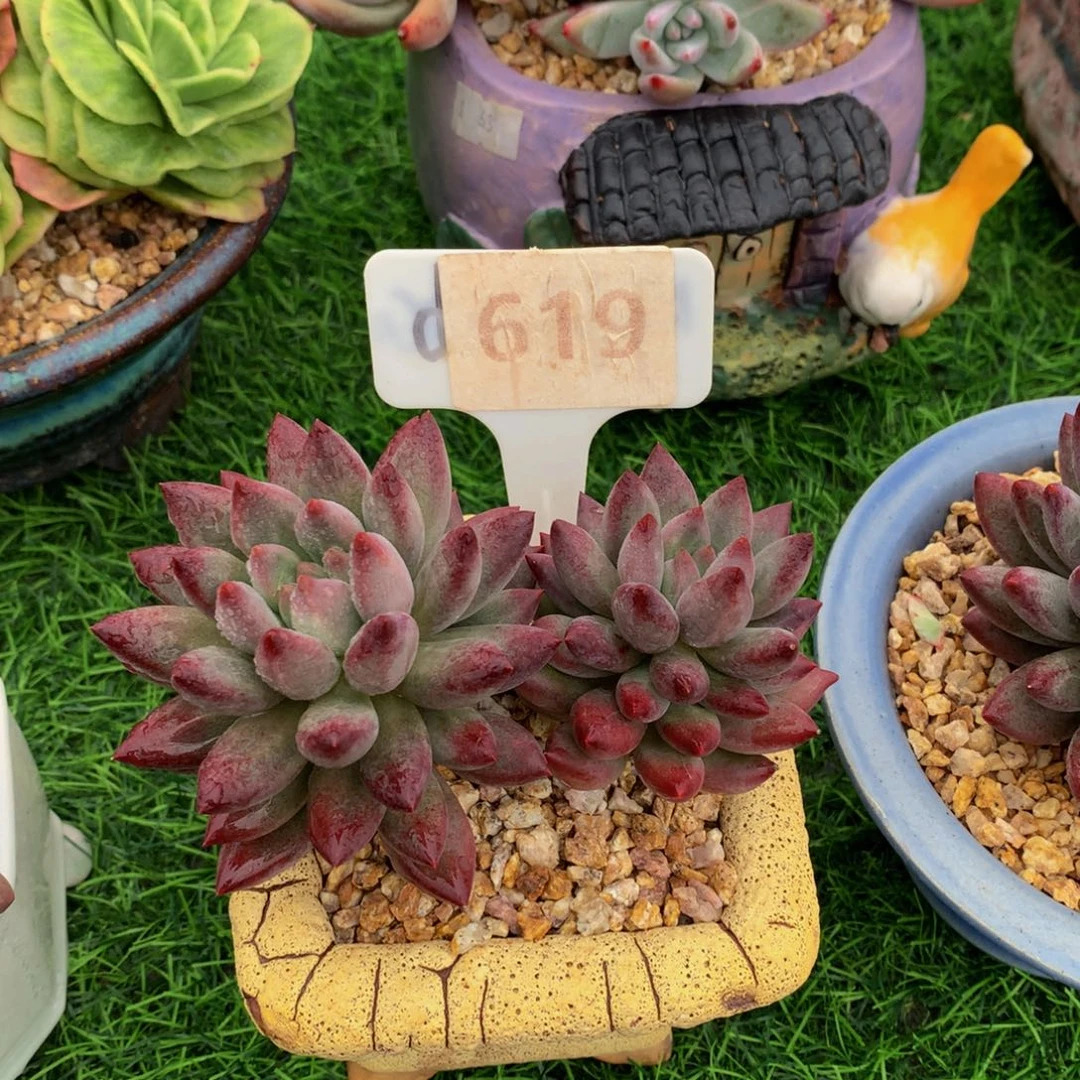 陈*璇虞美人多肉72727