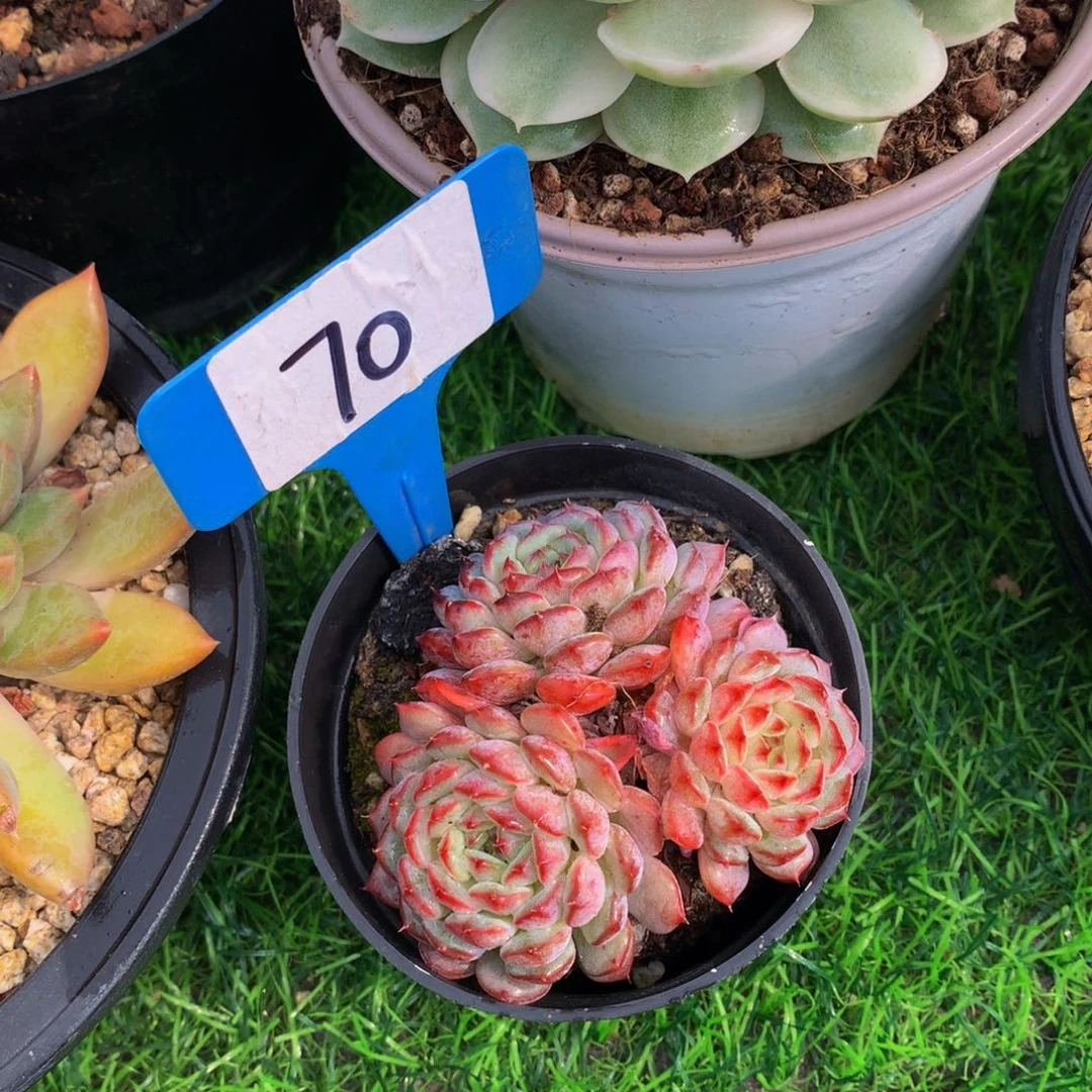 喵**4白胖子多肉植物uuwuw